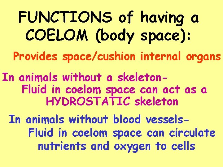 FUNCTIONS of having a COELOM (body space): Provides space/cushion internal organs In animals without