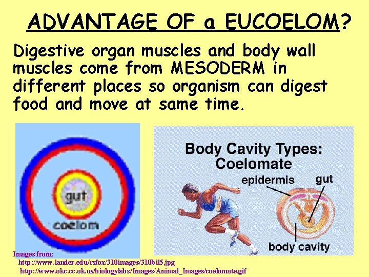 ADVANTAGE OF a EUCOELOM? Digestive organ muscles and body wall muscles come from MESODERM