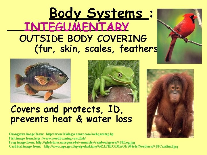 Body Systems : ___________ INTEGUMENTARY OUTSIDE BODY COVERING (fur, skin, scales, feathers) Covers and