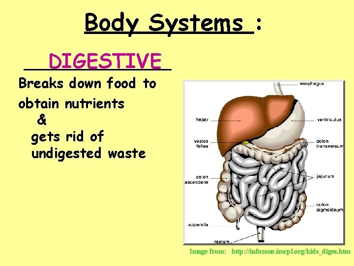 Body Systems : _________ DIGESTIVE Breaks down food to obtain nutrients & gets rid