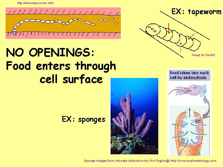 http: //www. tape-worm. info/ EX: tapeworm NO OPENINGS: Food enters through cell surface Image