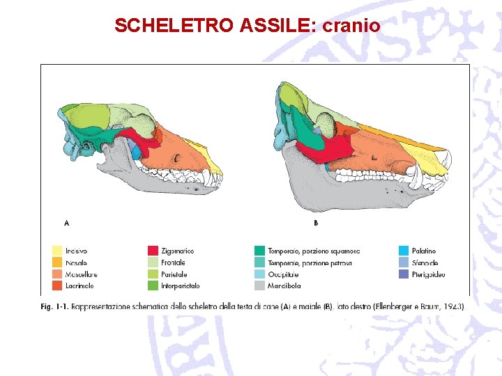 SCHELETRO ASSILE: cranio 