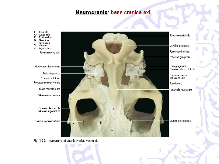 Neurocranio: base cranica ext 