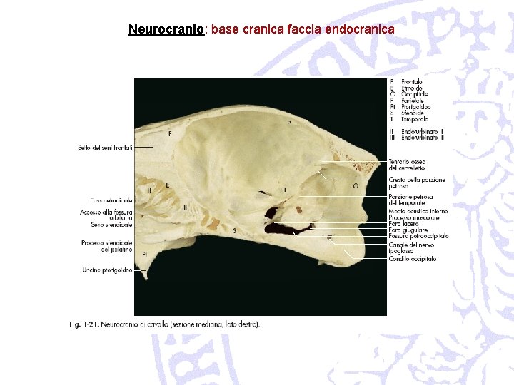 Neurocranio: base cranica faccia endocranica 