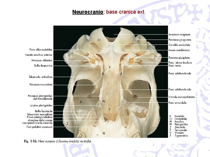 Neurocranio: base cranica ext 