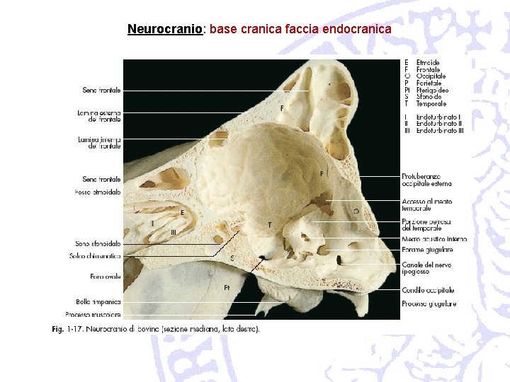 Neurocranio: base cranica faccia endocranica 