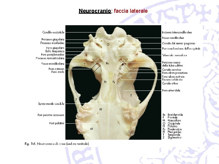 Neurocranio: faccia laterale 