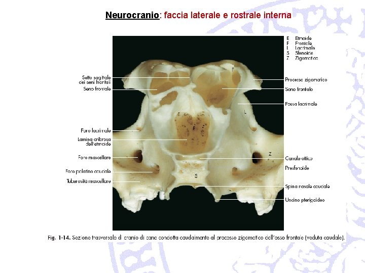 Neurocranio: faccia laterale e rostrale interna 