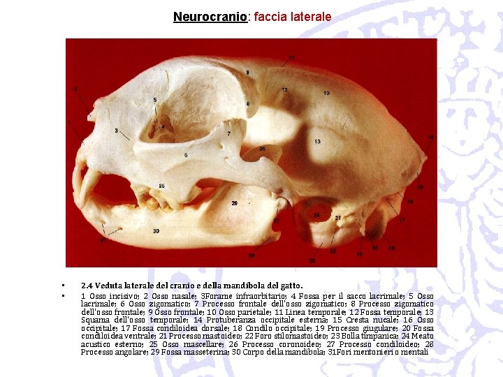 Neurocranio: faccia laterale • • 2. 4 Veduta laterale del cranio e della mandibola