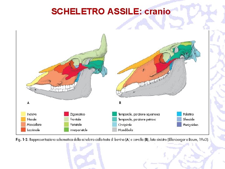 SCHELETRO ASSILE: cranio 