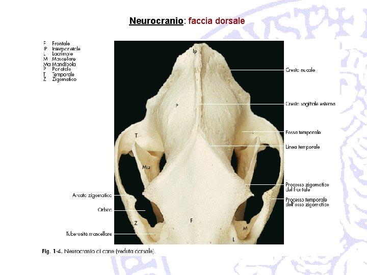 Neurocranio: faccia dorsale 