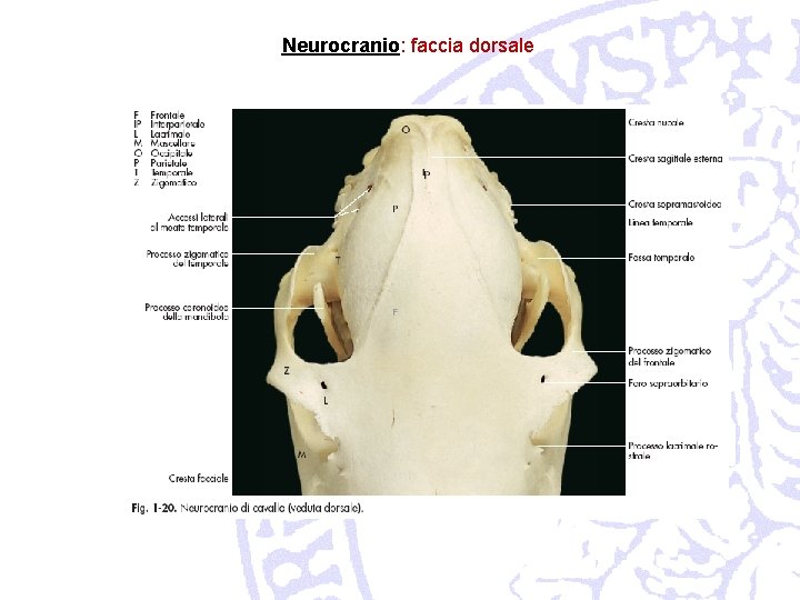 Neurocranio: faccia dorsale 