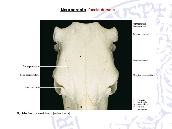 Neurocranio: faccia dorsale 