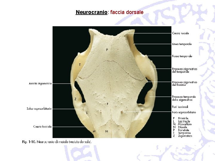 Neurocranio: faccia dorsale 