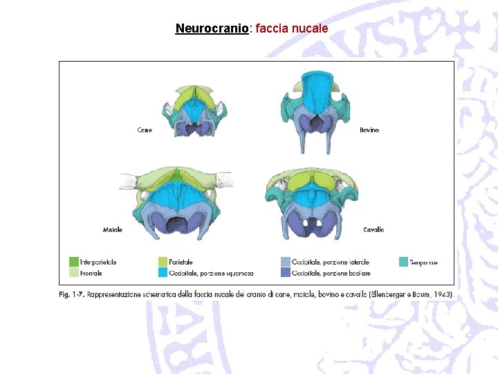 Neurocranio: faccia nucale 