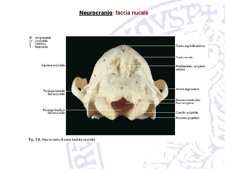 Neurocranio: faccia nucale 