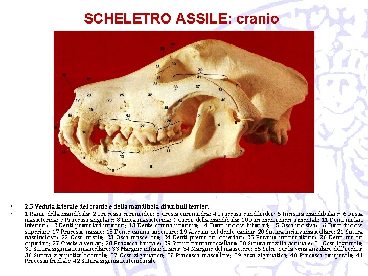 SCHELETRO ASSILE: cranio • • 2. 3 Veduta laterale del cranio e della mandibola