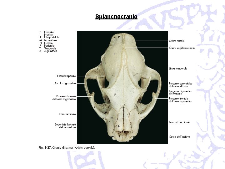 Splancnocranio 