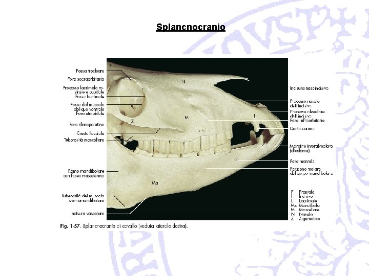 Splancnocranio 