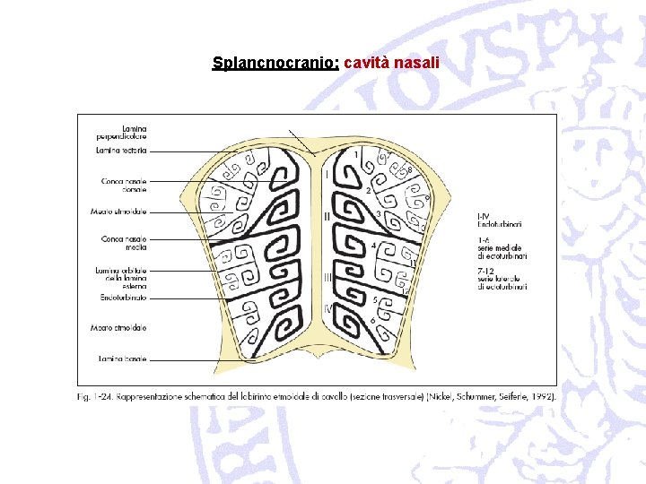 Splancnocranio: cavità nasali 