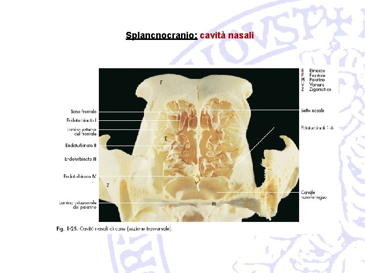 Splancnocranio: cavità nasali 