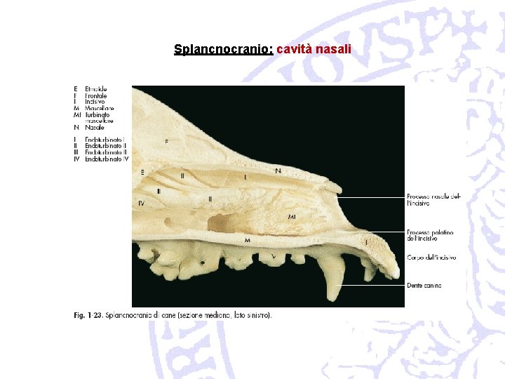 Splancnocranio: cavità nasali 