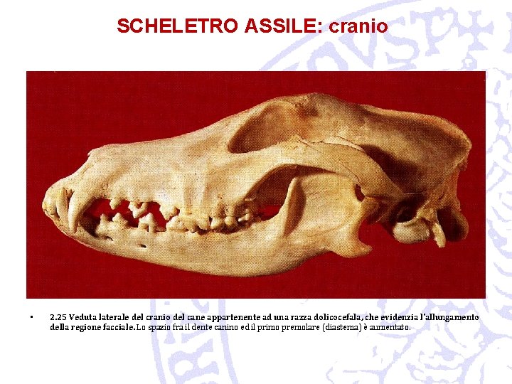 SCHELETRO ASSILE: cranio • 2. 25 Veduta laterale del cranio del cane appartenente ad