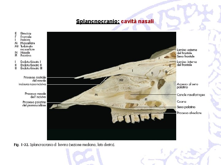 Splancnocranio: cavità nasali 