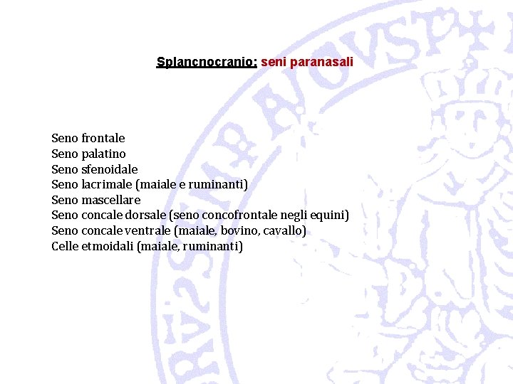 Splancnocranio: seni paranasali Seno frontale Seno palatino Seno sfenoidale Seno lacrimale (maiale e ruminanti)