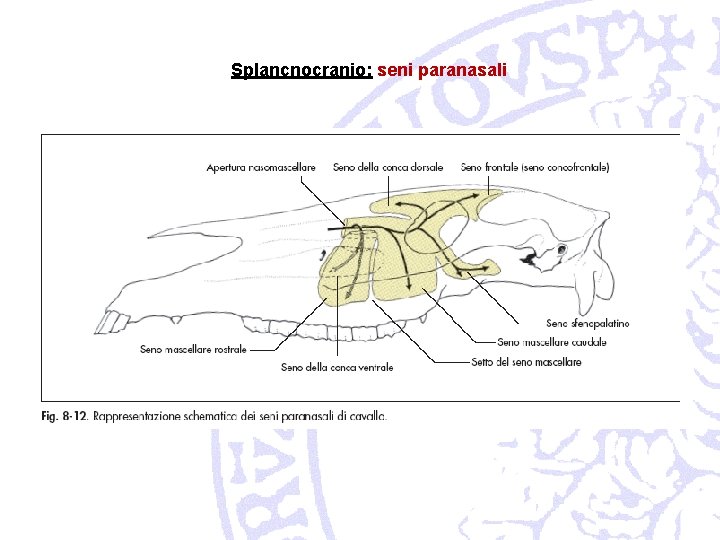 Splancnocranio: seni paranasali 