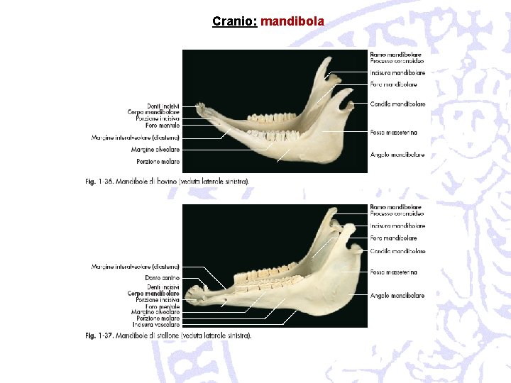 Cranio: mandibola 