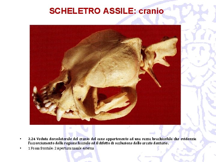 SCHELETRO ASSILE: cranio • • 2. 24 Veduta dorsolaterale del cranio del cane appartenente