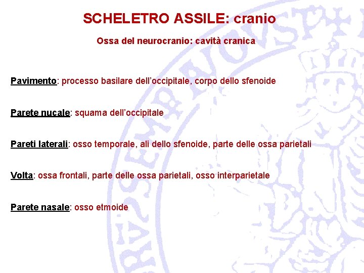 SCHELETRO ASSILE: cranio Ossa del neurocranio: cavità cranica Pavimento: processo basilare dell’occipitale, corpo dello