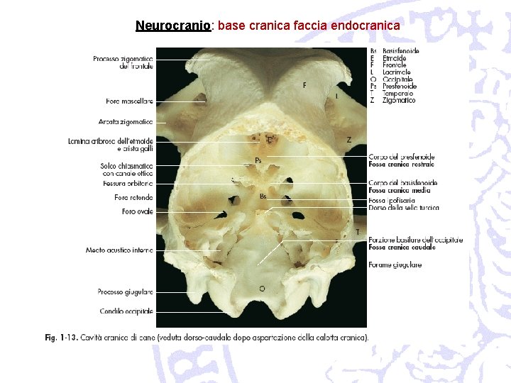 Neurocranio: base cranica faccia endocranica 