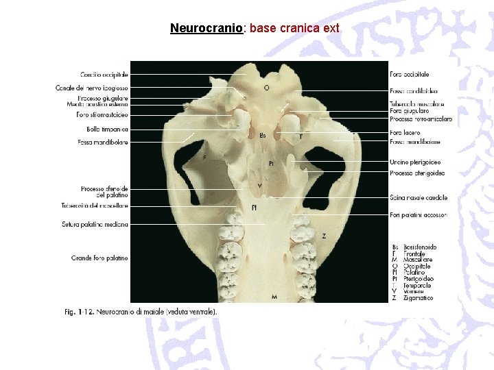 Neurocranio: base cranica ext 