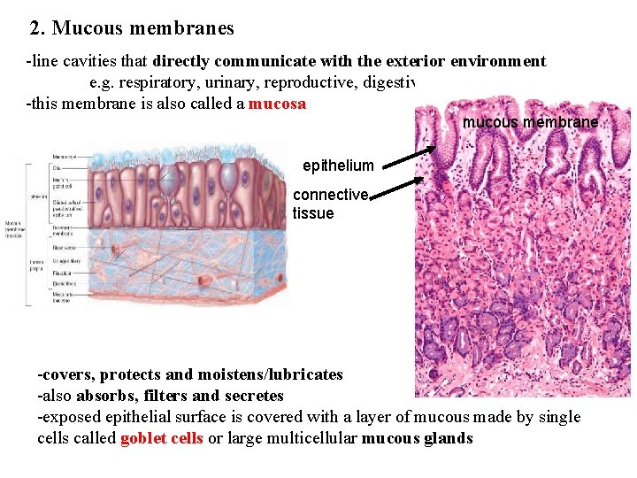 2. Mucous membranes -line cavities that directly communicate with the exterior environment e. g.