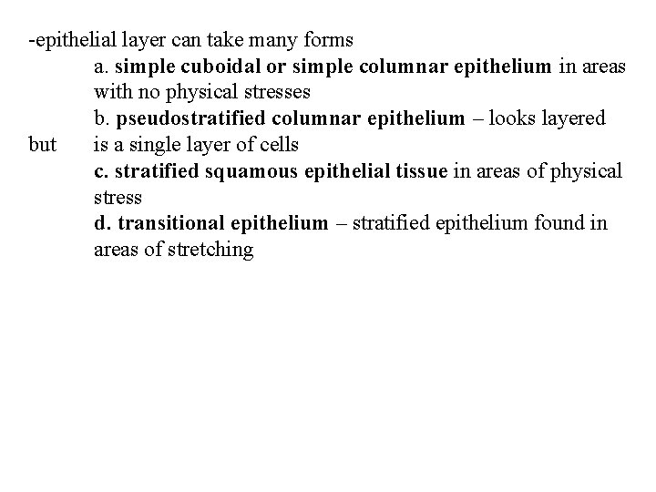 -epithelial layer can take many forms a. simple cuboidal or simple columnar epithelium in