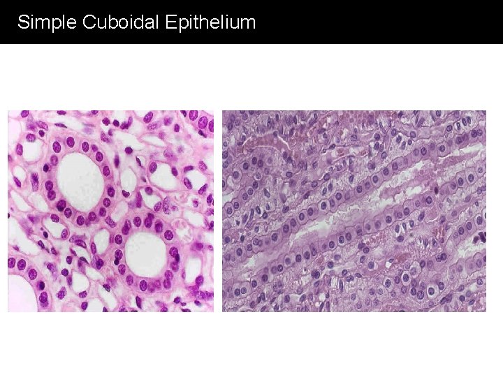 Simple Cuboidal Epithelium 