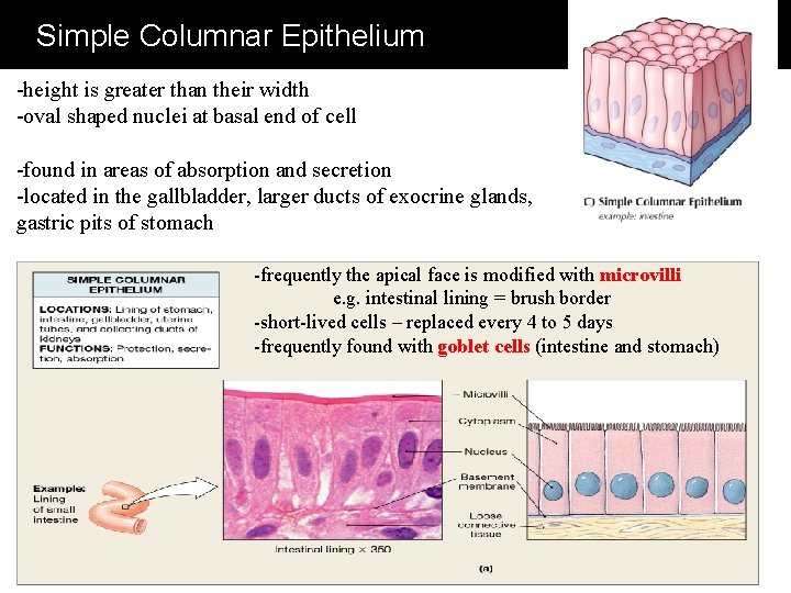 Simple Columnar Epithelium -height is greater than their width -oval shaped nuclei at basal