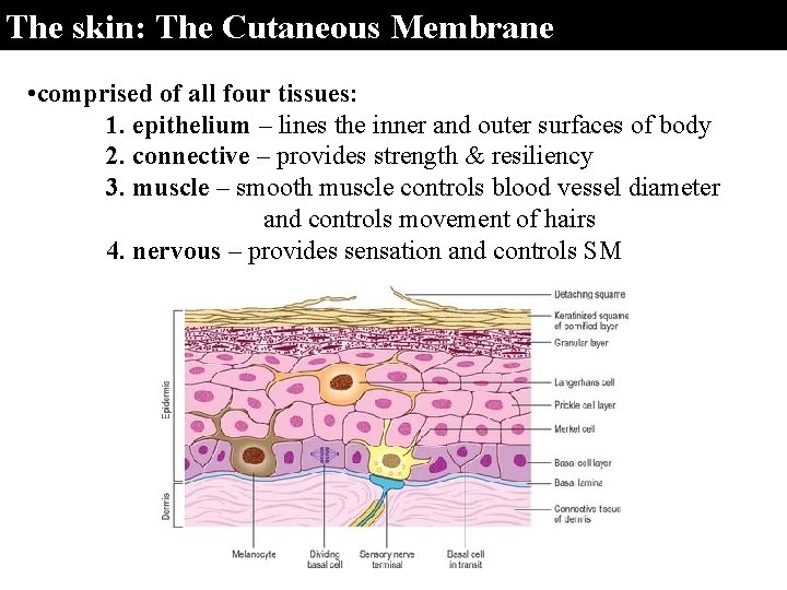 The skin: The Cutaneous Membrane • comprised of all four tissues: 1. epithelium –