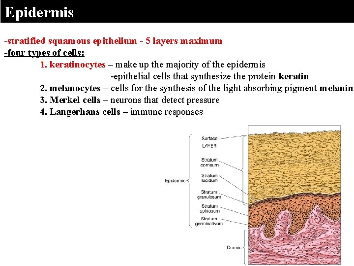 Epidermis -stratified squamous epithelium - 5 layers maximum -four types of cells: 1. keratinocytes