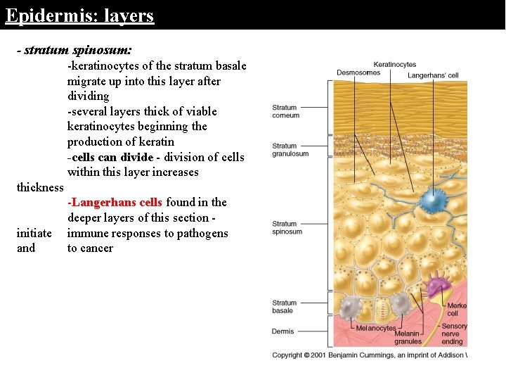 Epidermis: layers - stratum spinosum: -keratinocytes of the stratum basale migrate up into this