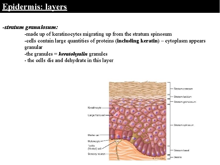 Epidermis: layers -stratum granulosum: -made up of keratinocytes migrating up from the stratum spinosum