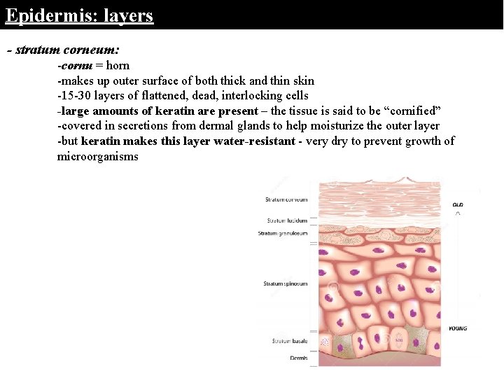 Epidermis: layers - stratum corneum: -cornu = horn -makes up outer surface of both