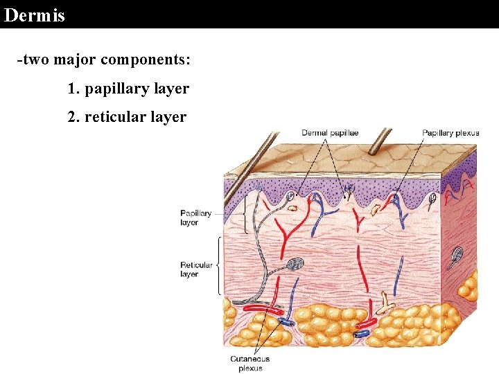 Dermis -two major components: 1. papillary layer 2. reticular layer 