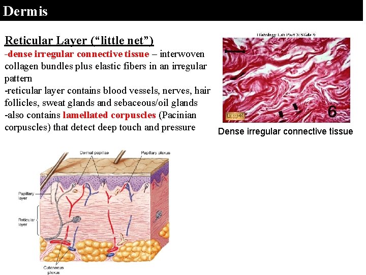 Dermis Reticular Layer (“little net”) -dense irregular connective tissue – interwoven collagen bundles plus