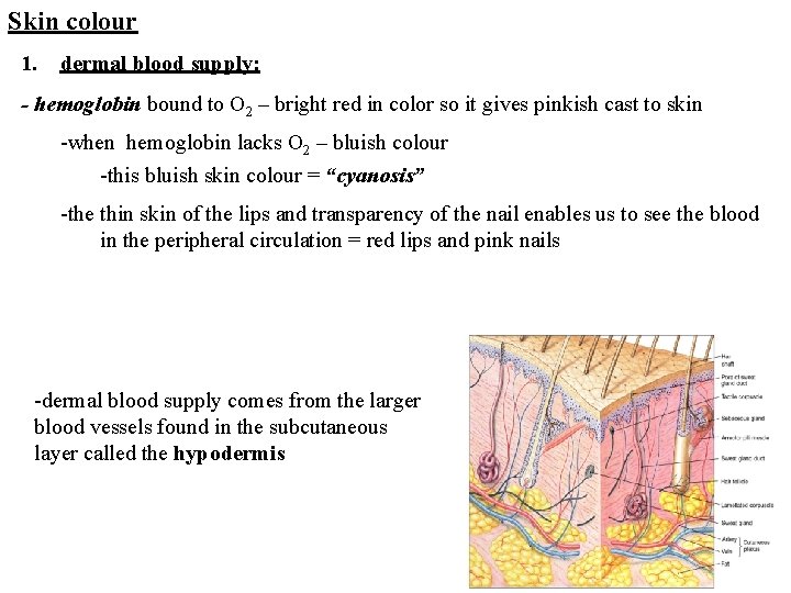 Skin colour 1. dermal blood supply: - hemoglobin bound to O 2 – bright