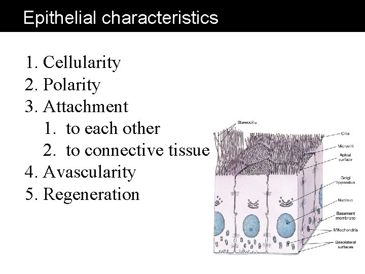 Epithelial characteristics 1. Cellularity 2. Polarity 3. Attachment 1. to each other 2. to