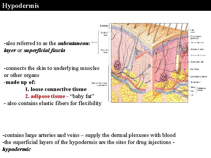 Hypodermis -also referred to as the subcutaneous layer or superficial fascia -connects the skin