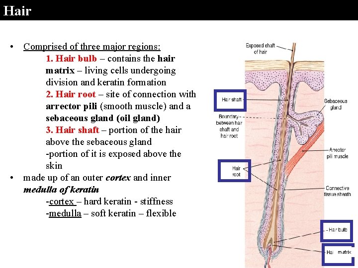 Hair • Comprised of three major regions: 1. Hair bulb – contains the hair